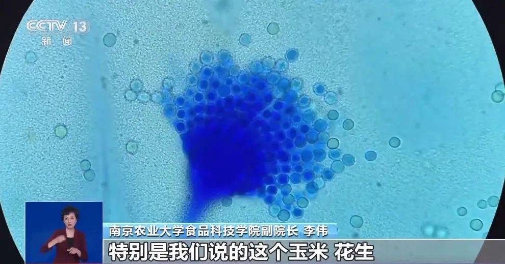 馒头放冷冻,会长剧毒的黄曲霉素?无数网友不淡定了 馒头放冷冻,会长剧毒的黄曲霉素?无数网友不淡定了