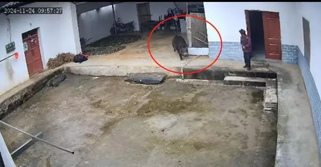 陕西一野猪闯入村民家中撕咬老人，医院：老人当场死亡