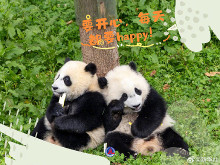 拿走不谢！大熊猫超治愈甜美祝福壁纸