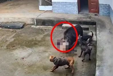 突发!野猪闯入民宅疯狂撕咬老人致死,三条狗也拦不住,最新消息→ 突发!野猪闯入民宅疯狂撕咬老人致死,三条狗也拦不住,最新消息→