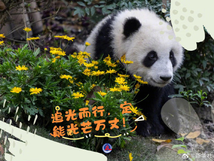 拿走不谢！大熊猫超治愈甜美祝福壁纸