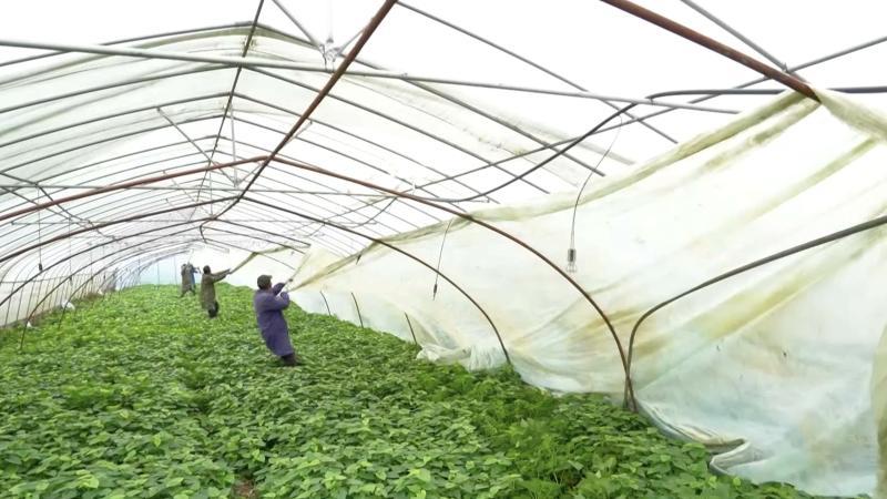 江西南昌：积极应对低温天气 保障蔬菜供应