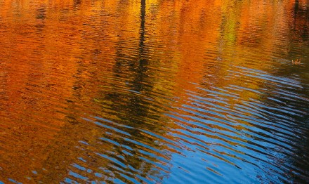 南京燕雀湖迎来最佳观赏季 南京燕雀湖迎来最佳观赏季