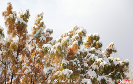 一夜雪絮至 金城披银装