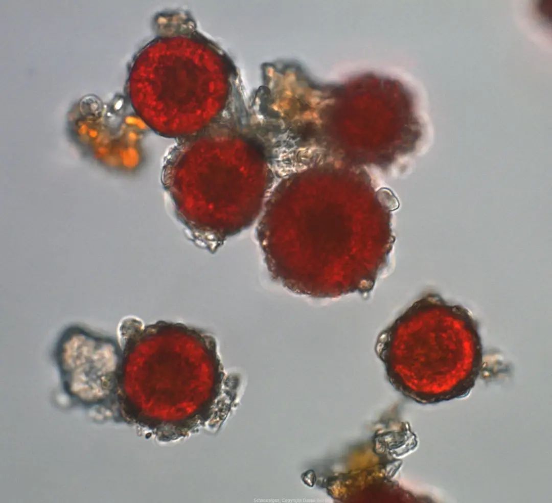 南极突然冒出来的“西瓜雪”,除了开发外太空还可以当面膜 南极突然冒出来的“西瓜雪”,除了开发外太空还可以当面膜