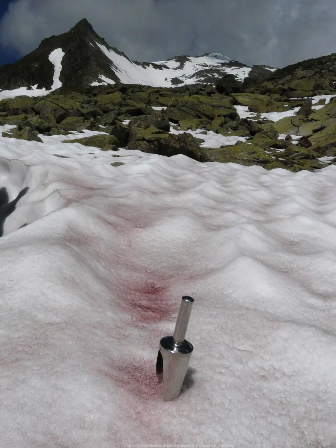 南极突然冒出来的“西瓜雪”,除了开发外太空还可以当面膜 南极突然冒出来的“西瓜雪”,除了开发外太空还可以当面膜