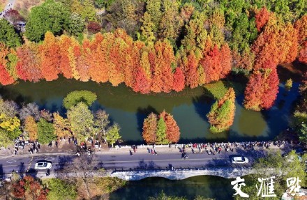 南京燕雀湖迎来最佳观赏季 南京燕雀湖迎来最佳观赏季