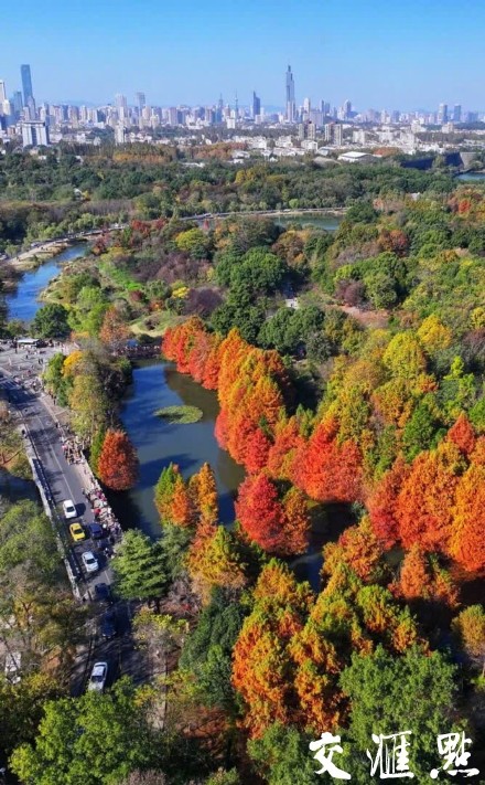 南京燕雀湖迎来最佳观赏季 南京燕雀湖迎来最佳观赏季