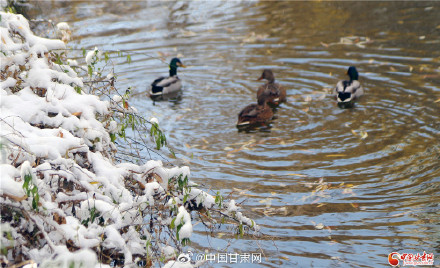 一夜雪絮至 金城披银装