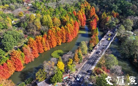 南京燕雀湖迎来最佳观赏季 南京燕雀湖迎来最佳观赏季