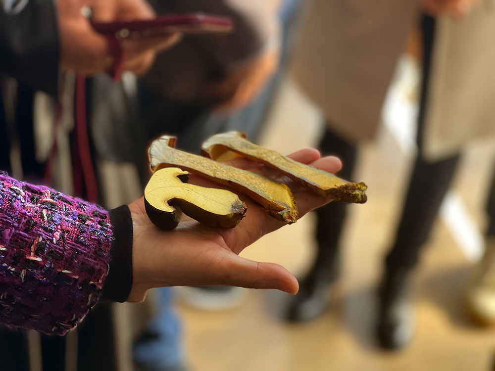 一年四季都能采 “见手青自由”要来了