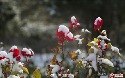 一夜雪絮至 金城披银装