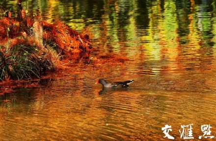 南京燕雀湖迎来最佳观赏季 南京燕雀湖迎来最佳观赏季