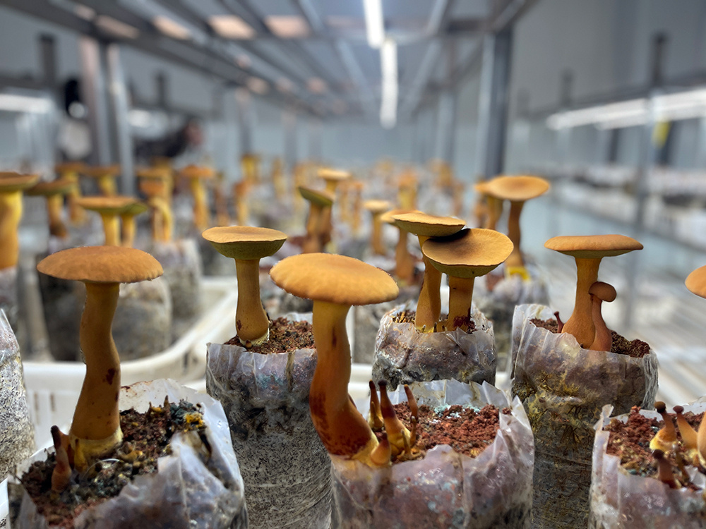 一年四季都能采 “见手青自由”要来了