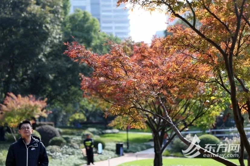 寒潮发威，更冷→最冷！上海晴冷继续升级，周四早晨市区最低3℃，郊区仅1℃