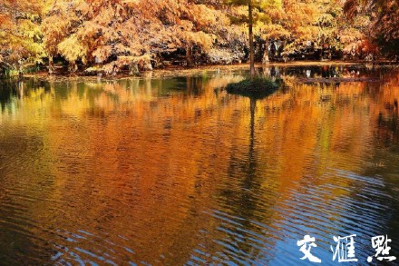 南京燕雀湖迎来最佳观赏季 南京燕雀湖迎来最佳观赏季