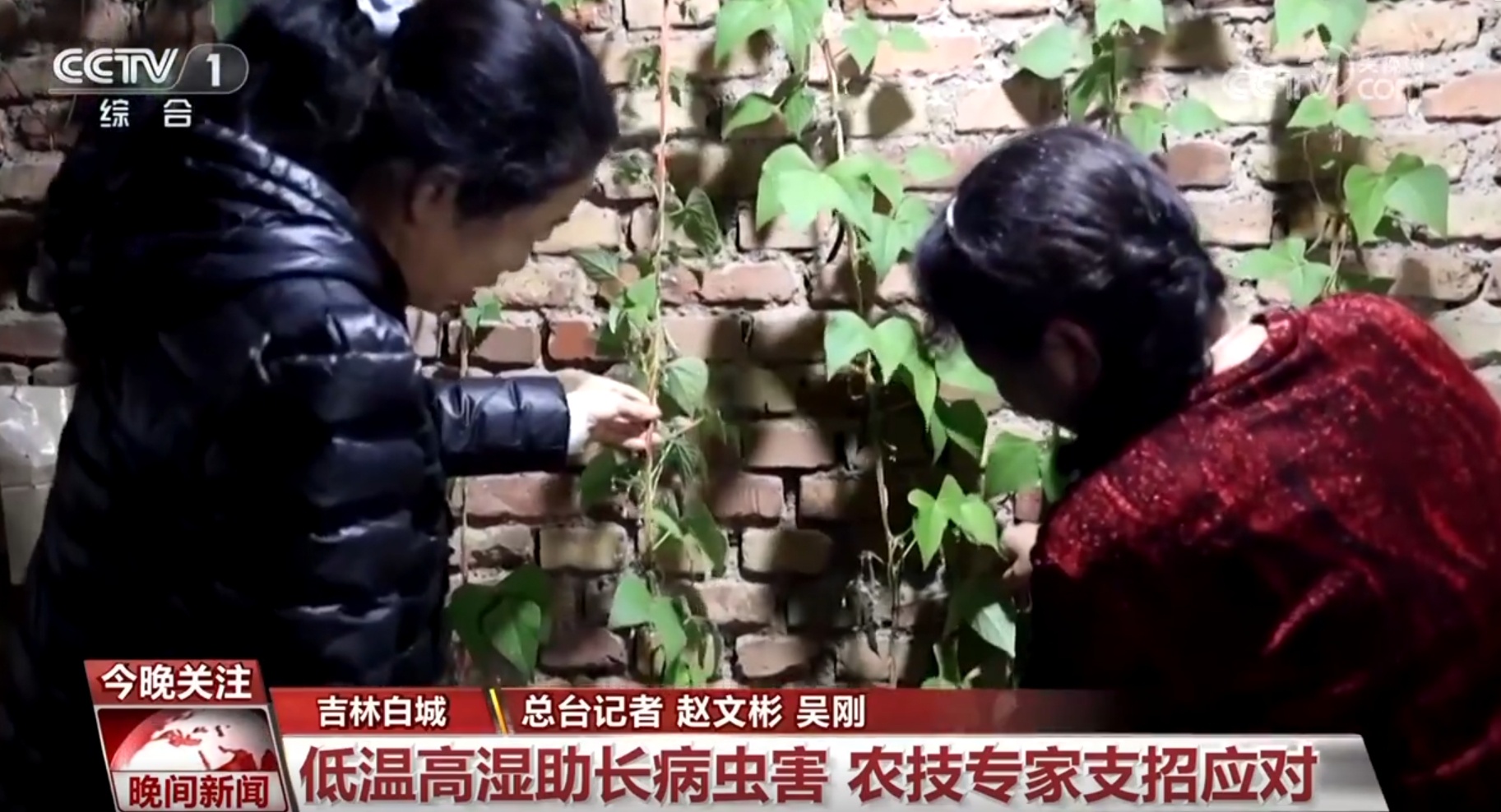 各地各部门积极应对极端天气保障民生 多举措保障“菜篮子”稳产保供