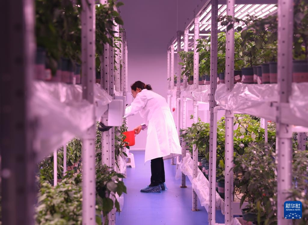 高质量发展调研行丨科技赋能奏响湖南乡村振兴“椒”响曲 高质量发展调研行丨科技赋能奏响湖南乡村振兴“椒”响曲