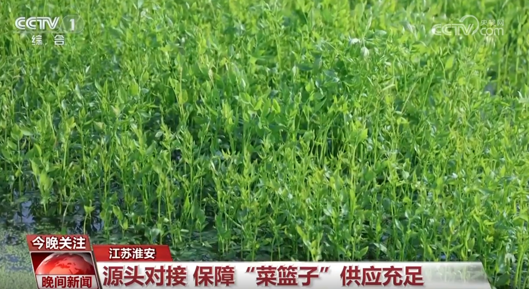 各地各部门积极应对极端天气保障民生 多举措保障“菜篮子”稳产保供