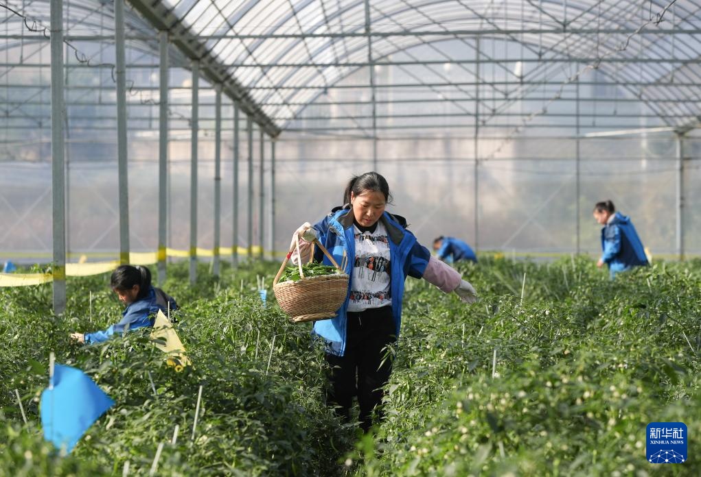 高质量发展调研行丨科技赋能奏响湖南乡村振兴“椒”响曲 高质量发展调研行丨科技赋能奏响湖南乡村振兴“椒”响曲