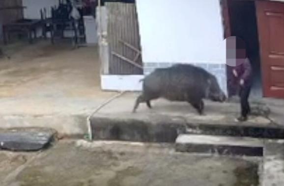 撵野猪致老人被攻击身亡,如何担责? 撵野猪致老人被攻击身亡,如何担责?