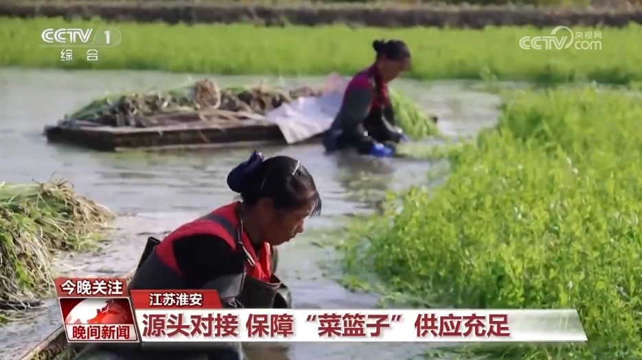 寒潮天气下 各地多措并举保障“菜篮子”充足供应