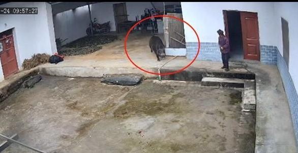 撵野猪致老人被攻击身亡,如何担责? 撵野猪致老人被攻击身亡,如何担责?