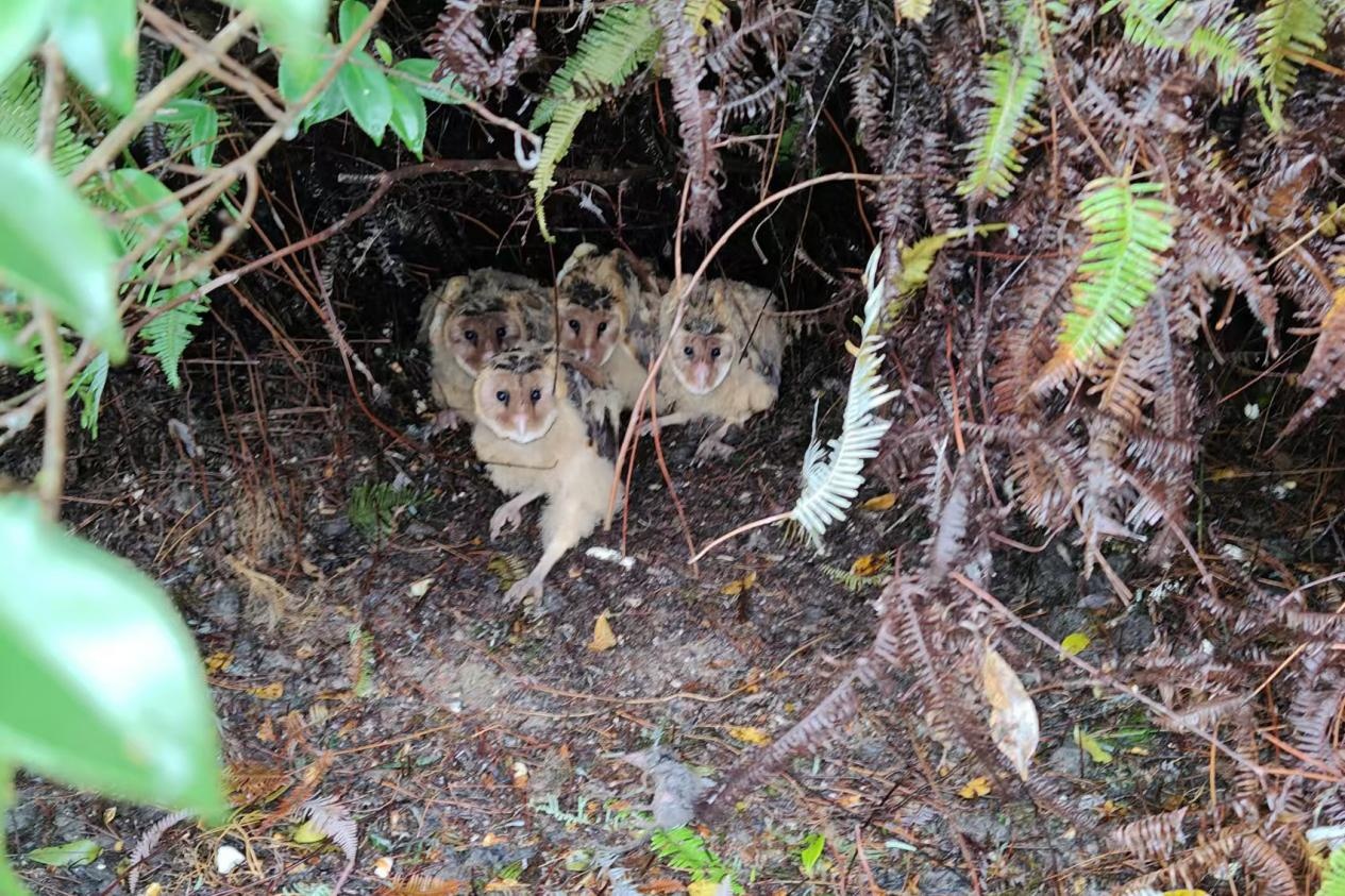 警民接力找“新家” 湖南衡山救助4只“落难”猴面鹰幼鸟