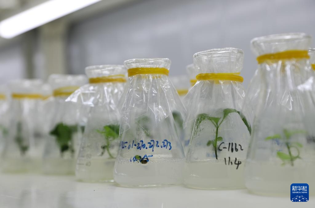 高质量发展调研行丨科技赋能奏响湖南乡村振兴“椒”响曲 高质量发展调研行丨科技赋能奏响湖南乡村振兴“椒”响曲