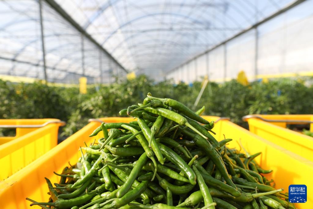 高质量发展调研行丨科技赋能奏响湖南乡村振兴“椒”响曲 高质量发展调研行丨科技赋能奏响湖南乡村振兴“椒”响曲