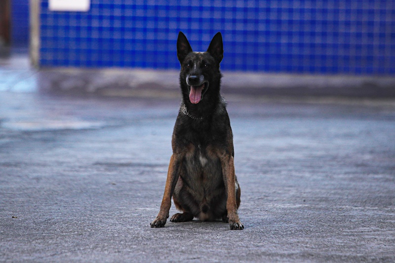 “刀锋”，一路走好！