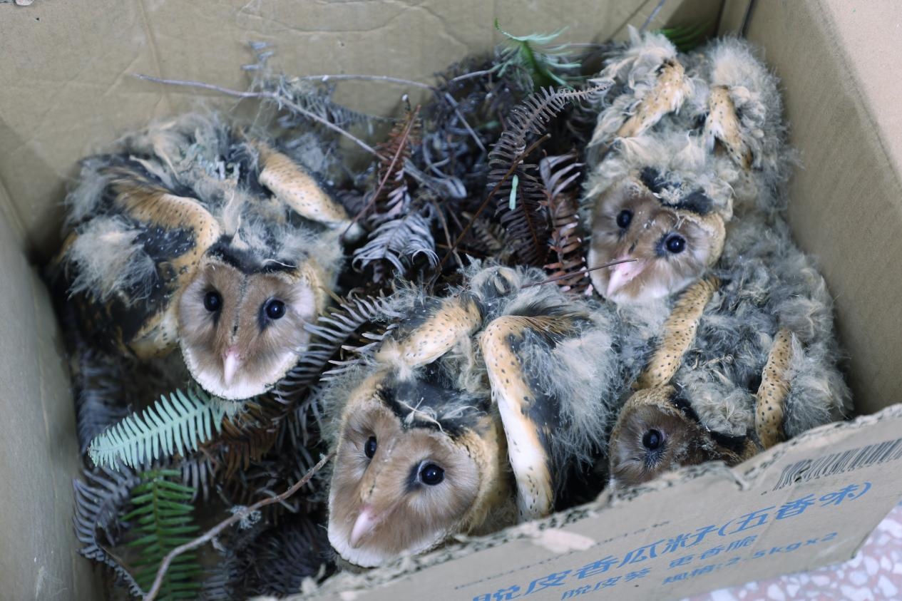 警民接力找“新家” 湖南衡山救助4只“落难”猴面鹰幼鸟