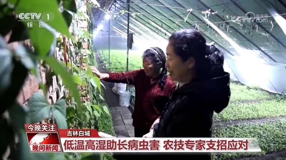 寒潮天气下 各地多措并举保障“菜篮子”充足供应