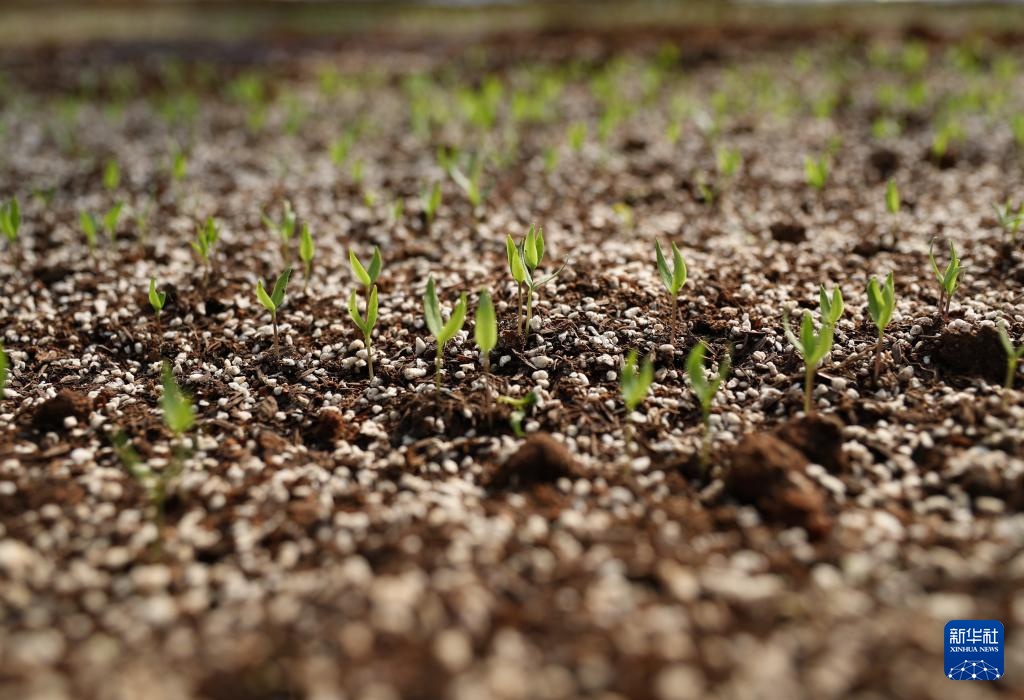 高质量发展调研行丨科技赋能奏响湖南乡村振兴“椒”响曲 高质量发展调研行丨科技赋能奏响湖南乡村振兴“椒”响曲