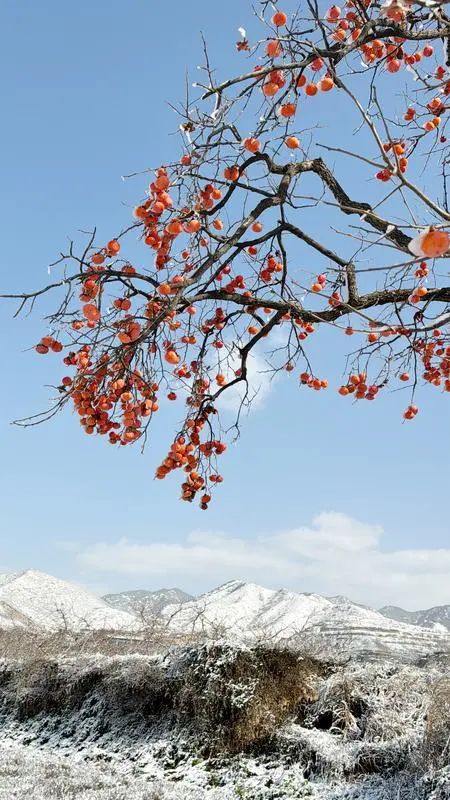 山西多地迎来今冬首场降雪 山西多地迎来今冬首场降雪
