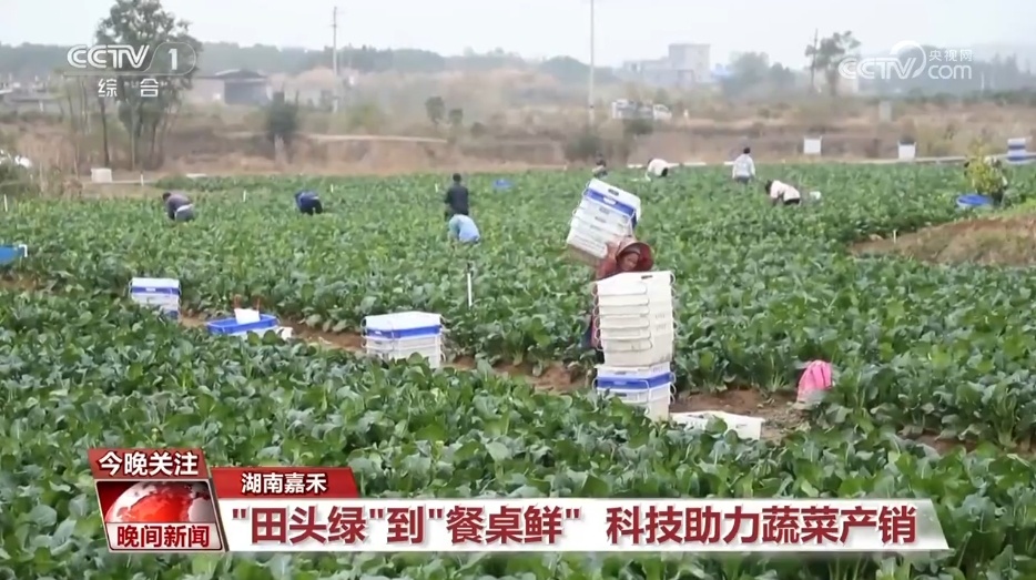 寒潮天气下 各地多措并举保障“菜篮子”充足供应