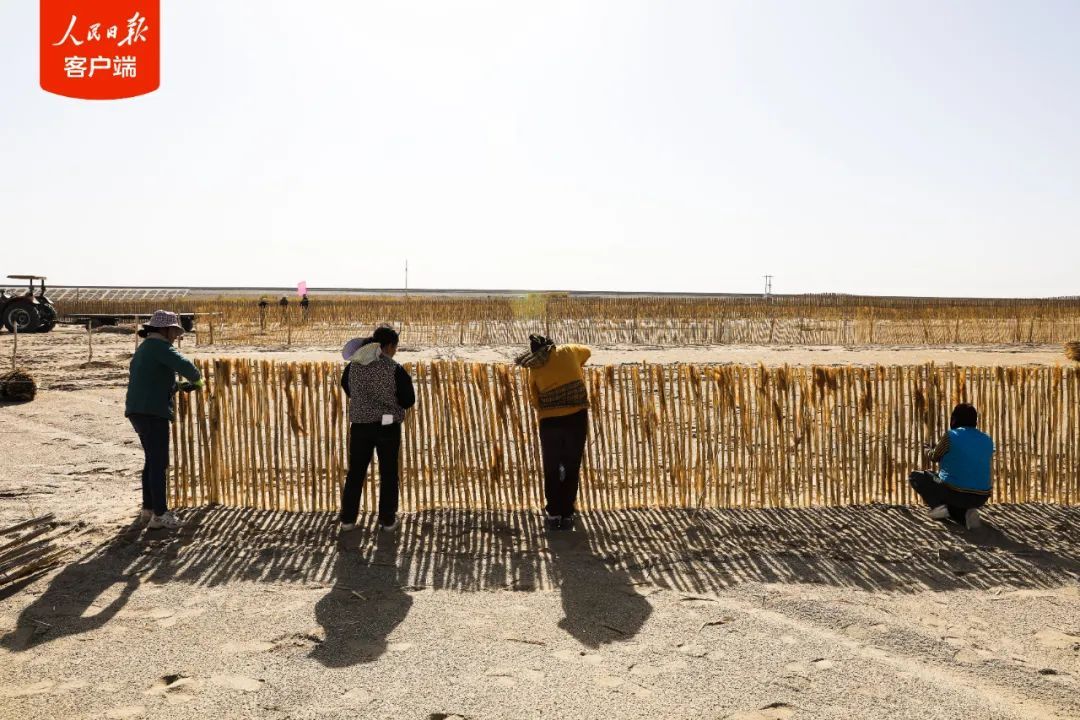 塔克拉玛干沙漠,戴上“围脖”了! 塔克拉玛干沙漠,戴上“围脖”了!