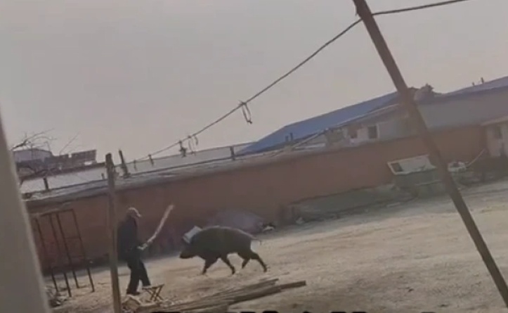 惊险!又有野猪闯入院内,大爷持棍对峙 惊险!又有野猪闯入院内,大爷持棍对峙