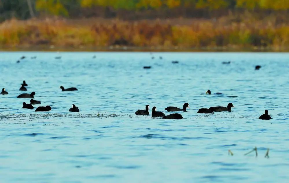 冬日滹沱:河水清冽鸟翩翩 冬日滹沱:河水清冽鸟翩翩