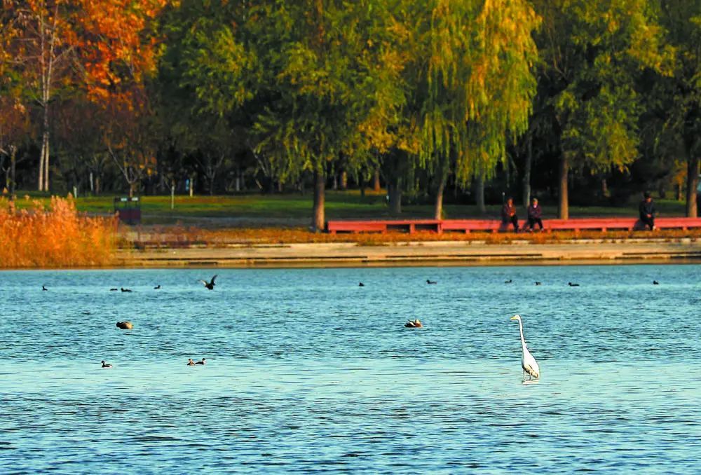 冬日滹沱:河水清冽鸟翩翩 冬日滹沱:河水清冽鸟翩翩