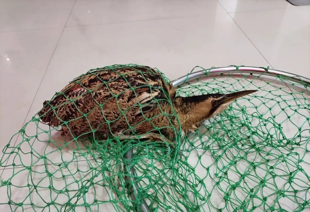 认识一下,我叫大麻鳽(yán)! 认识一下,我叫大麻鳽(yán)!