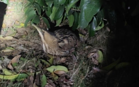 认识一下,我叫大麻鳽(yán)! 认识一下,我叫大麻鳽(yán)!