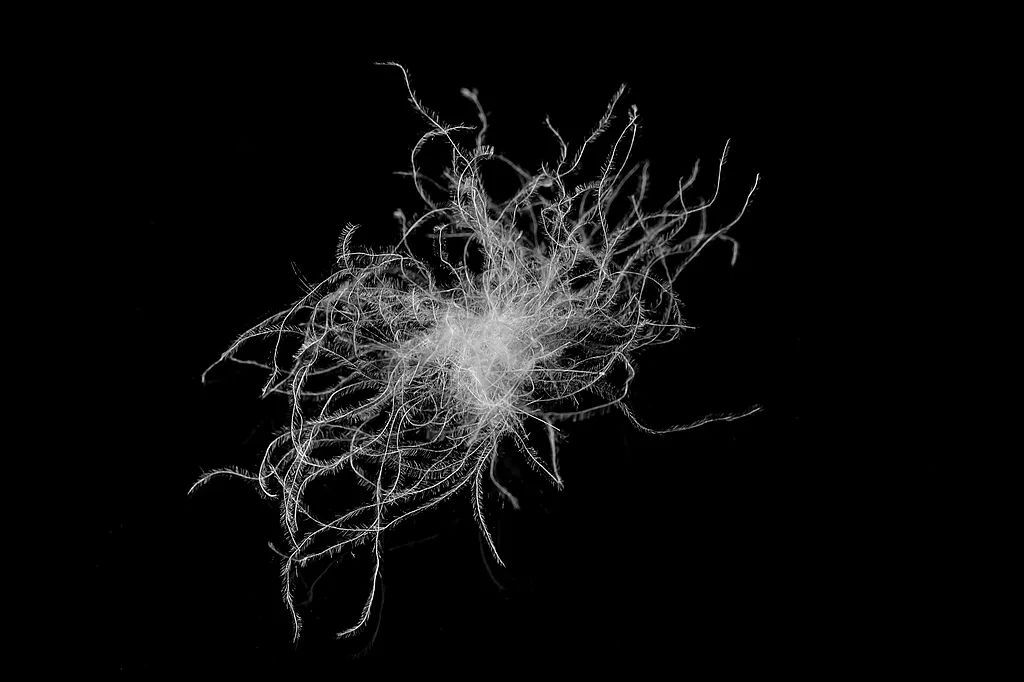 上海今早气温触底！还会反弹吗？有人却剪开了羽绒服？