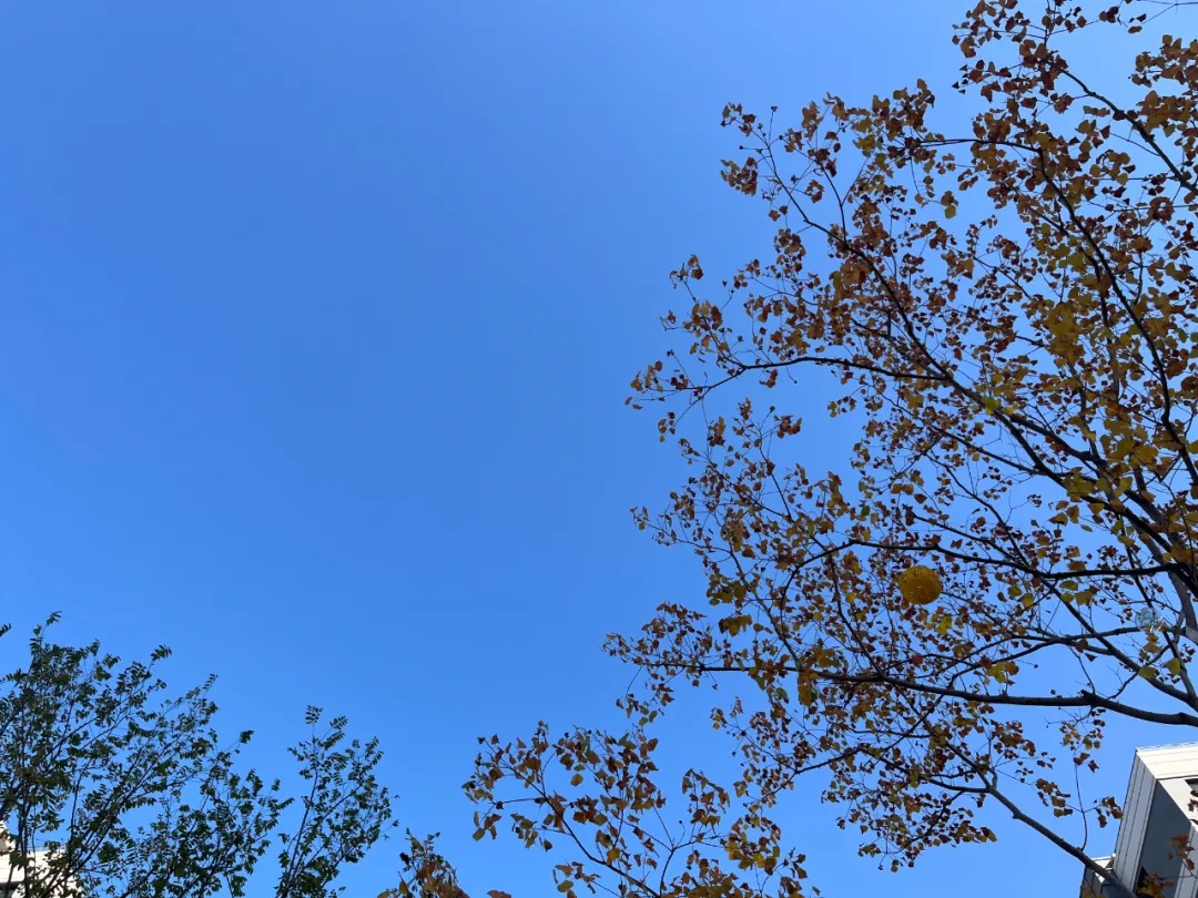 气温反转!陕西全省天气晴好 西安市区初雪啥时候来?气象部门回应→ 气温反转!陕西全省天气晴好 西安市区初雪啥时候来?气象部门回应→