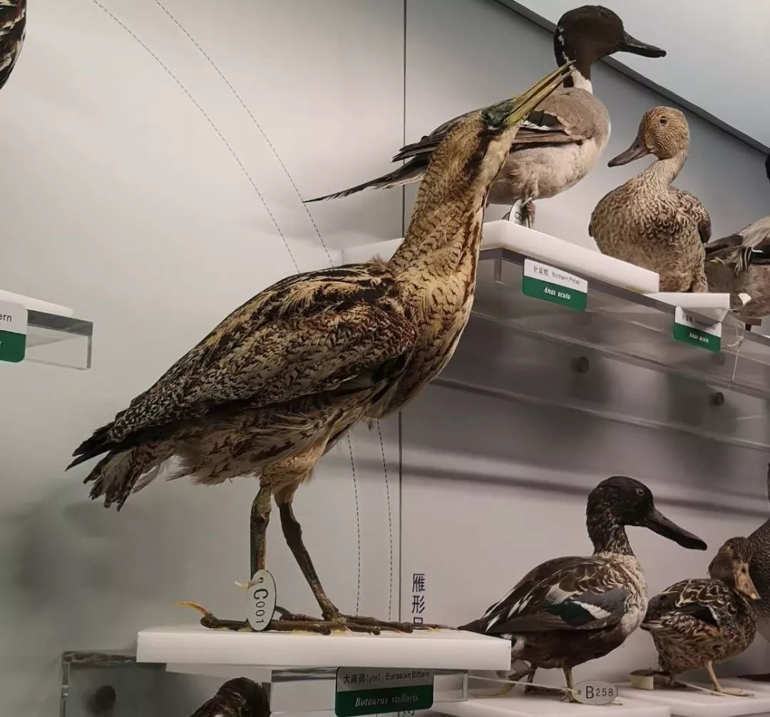 认识一下,我叫大麻鳽(yán)! 认识一下,我叫大麻鳽(yán)!