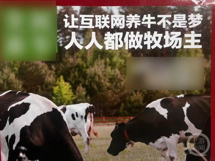 4个骗子设“云养牛”骗局，非法集资超5亿元！