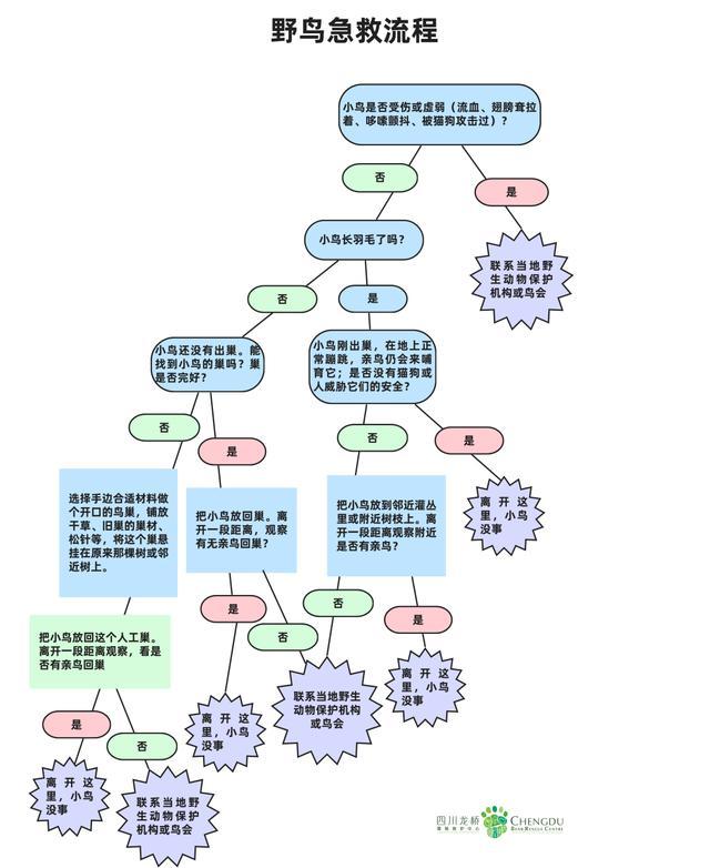 翱翔吧！100余只获救鸟类重返蓝天