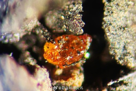 南极洲发现了琥珀