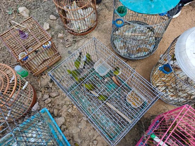 翱翔吧！100余只获救鸟类重返蓝天