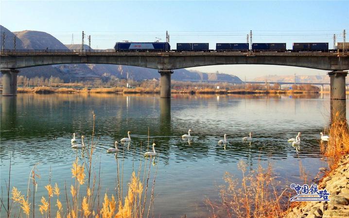 坐火车与天鹅同框 这两条线路不容错过 坐火车与天鹅同框 这两条线路不容错过